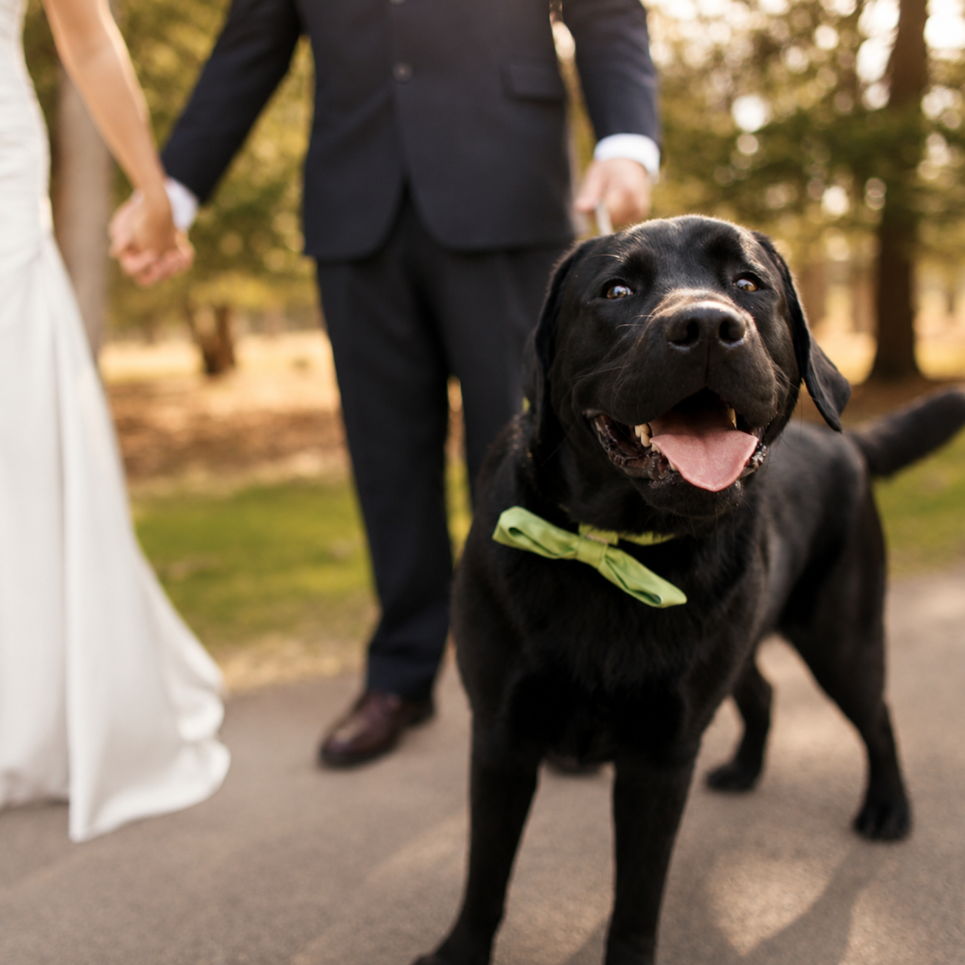 A black Labrador retriever wearing a light green bow tie stands outdoors on a path with a blurred man in a suit and a woman in a white dress in the background.